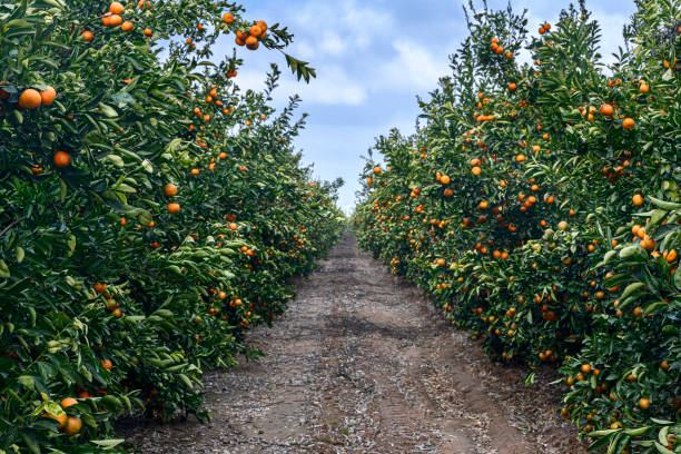 Close-up of mandarin fruit ripening on orchard trees.\n\nTaken In Madera, California, USA.