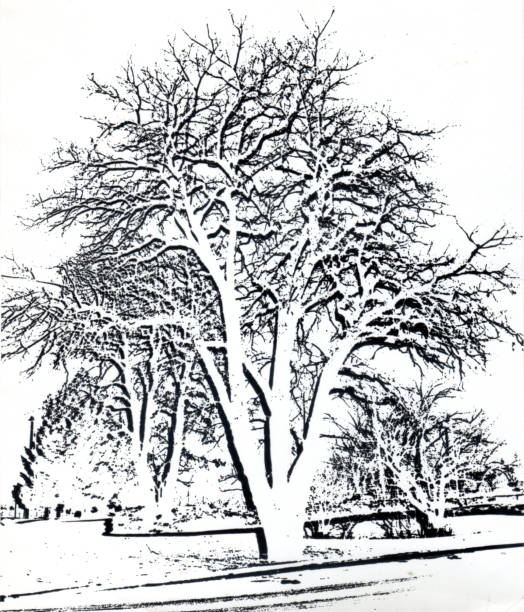 Black and white photo of a tree covered with frost and snow stock photo
