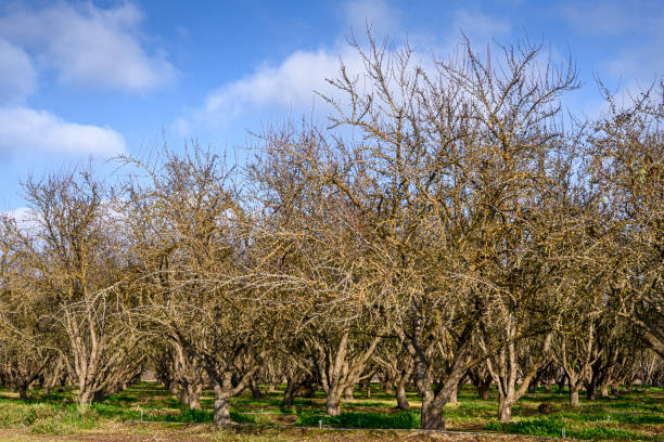 Apple orchard in North Carolina in winter