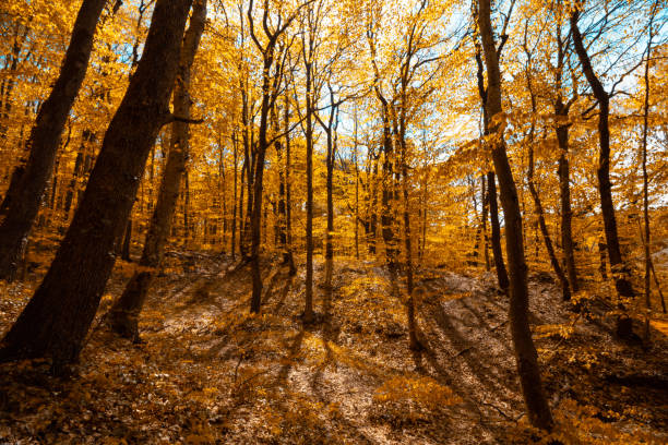 istock Autumn scene of a forest 1199107659