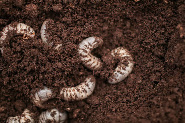 larvas blancas de otiorhynchus (a veces otiorrhynchus) en el suelo. muchos de ellos, por demás, el gorgojo de vid negra o el gorgojo de raíz de fresa (o. ovatus) son importantes plagas de plantas. - wild vine fotografías e imágenes de stock