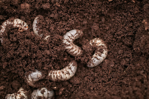 white Larvae of Otiorhynchus (sometimes Otiorrhynchus) on soil. Many of them e.i. black vine weevil or strawberry root weevil (O. ovatus) are important pest of plants.