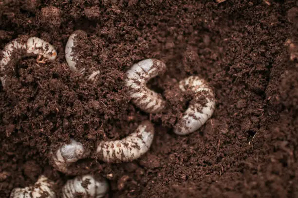 Photo of white Larvae of Otiorhynchus (sometimes Otiorrhynchus) on soil. Many of them e.i. black vine weevil or strawberry root weevil (O. ovatus) are important pest of plants.