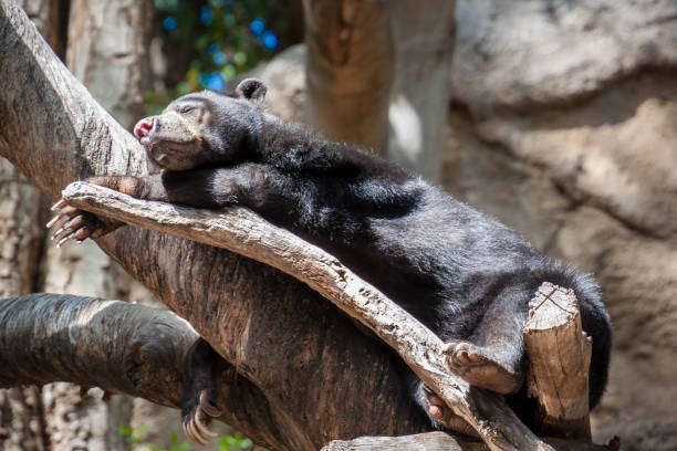 istock A day at the zoo 1199110870