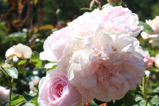 istock Rose blossoms in Portland Oregon 1199111096