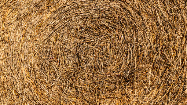 istock Yellow straw background texture. Dried grass background. Gold hay/ 1199114590