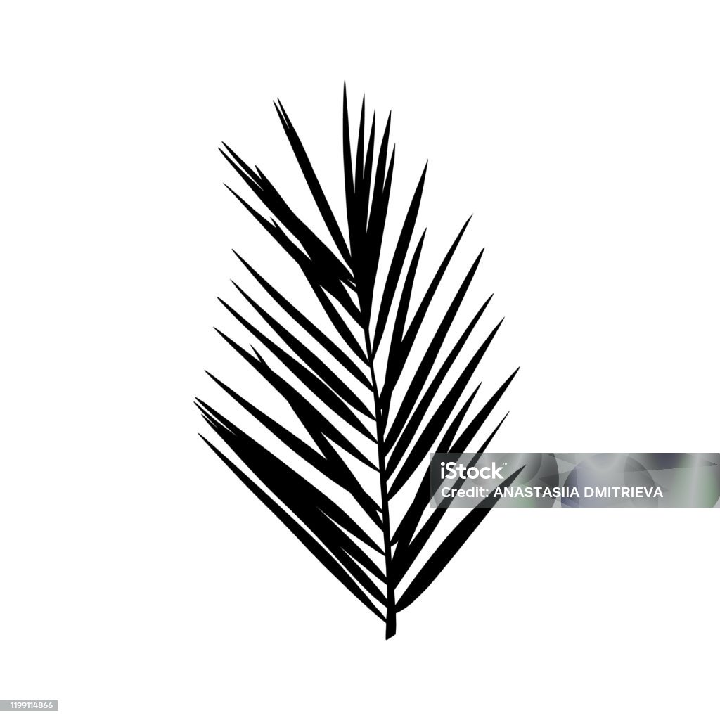 Hình Bóng Của Một Chiếc Lá Cọ Cây Nhiệt Đới Đen Được Phân Lập Trên ...