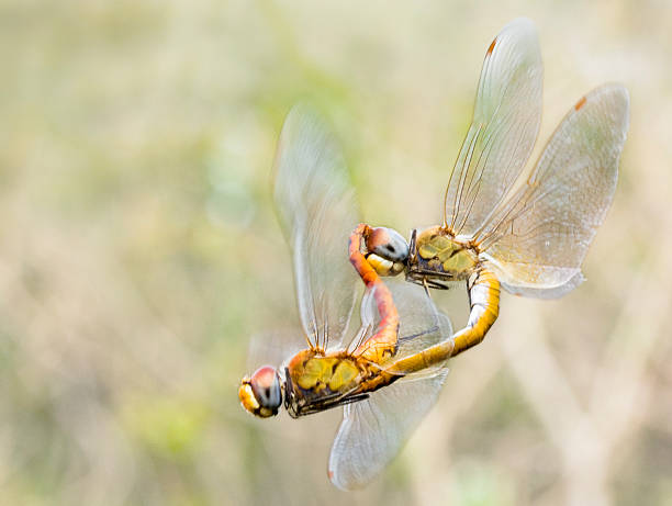 Mating in flight stock photo