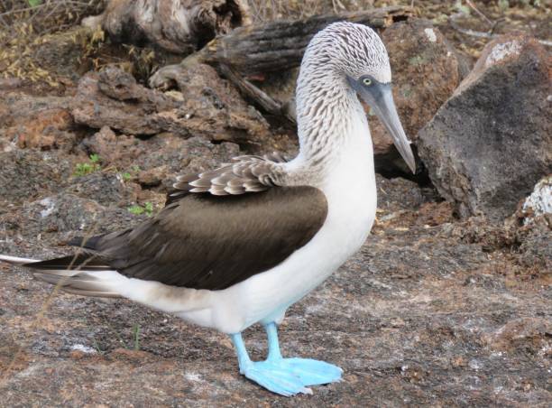 istock Blue-Footed Booby, Galapagos Islands 1199126796