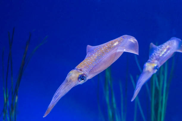istock Bigfin Reef Squid,  Sepioteuthis lessoniana 1199126942