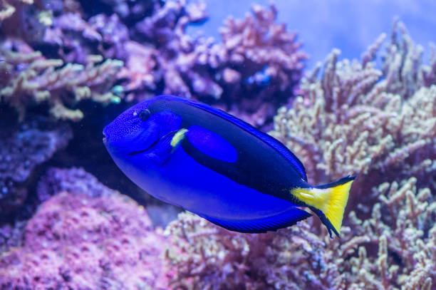 istock Blue Tang - Paracanthurus hepatus 1199126960