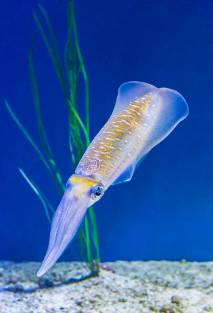 istock Bigfin Reef Squid,  Sepioteuthis lessoniana 1199126962