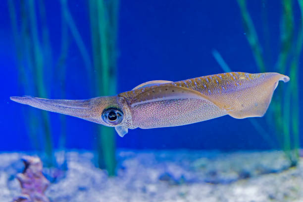 istock Bigfin Reef Squid,  Sepioteuthis lessoniana 1199126971