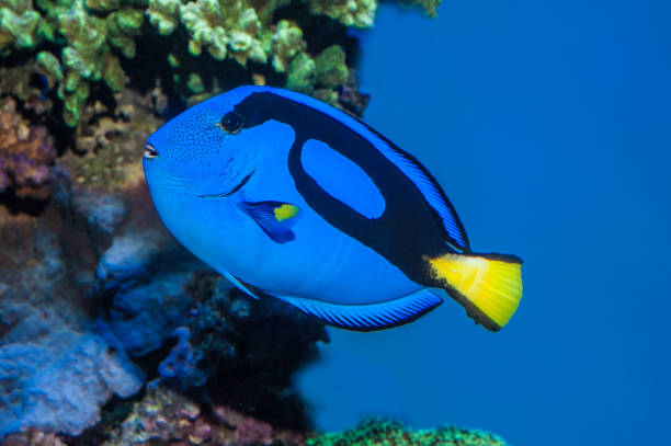istock Blue Tang - Paracanthurus hepatus 1199127092