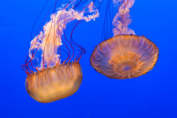 istock Pacific sea nettle - Chrysaora fuscescens 1199127114