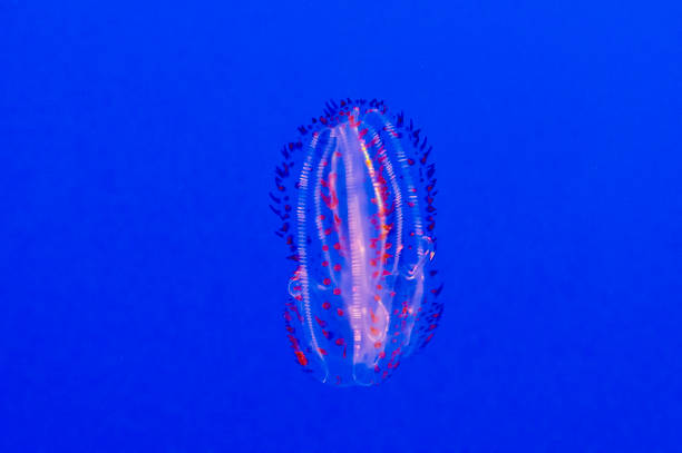 Spotted  comb jelly, Leucothea pulchra, ctenaphore swimming displaying multicolors and shapes