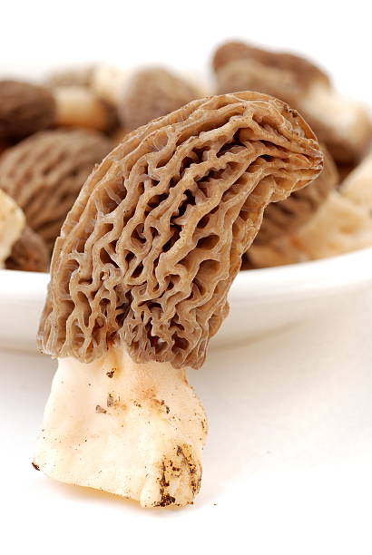 "a morela-morchella" - morel mushroom edible mushroom food bizarre zdjęcia i obrazy z banku zdjęć