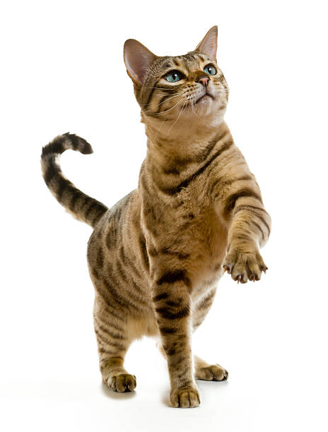 ベンガル cat clawing の空気 - sidelit ストックフォトと画像