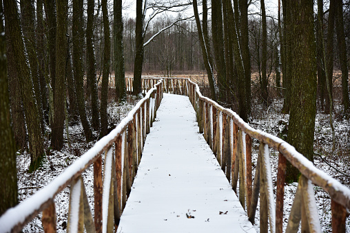 Wooden path through a winter swamp.