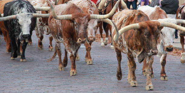 troupeau de longhorns - texas longhorn cattle photos et images de collection