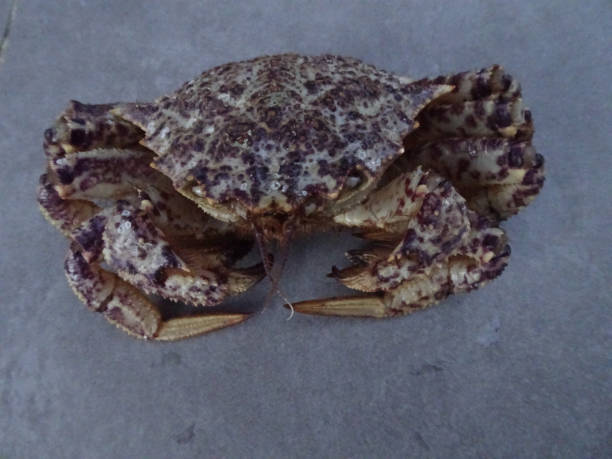 istock Chestnut-like crab Helmet crab pictures 1199136669