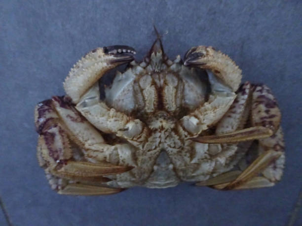 istock Chestnut-like crab Helmet crab pictures 1199136692