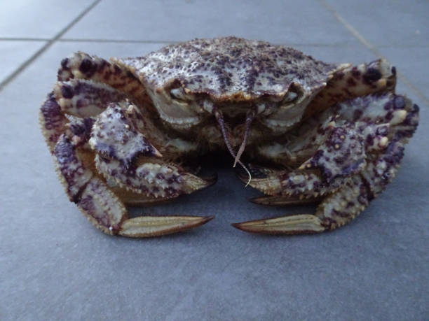 istock Chestnut-like crab Helmet crab pictures 1199136693