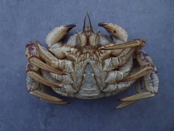 istock Chestnut-like crab Helmet crab pictures 1199136695