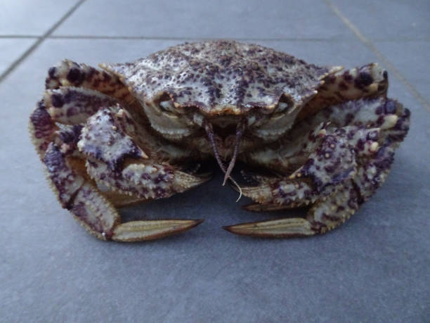istock Chestnut-like crab Helmet crab pictures 1199136699