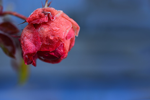 Close-up of a romantic withered and frozen rose against a blue background with space for text