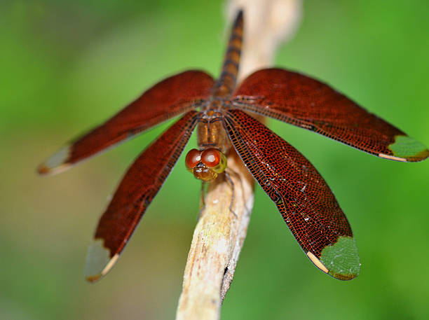 red dragonfly in cambodia stock photo