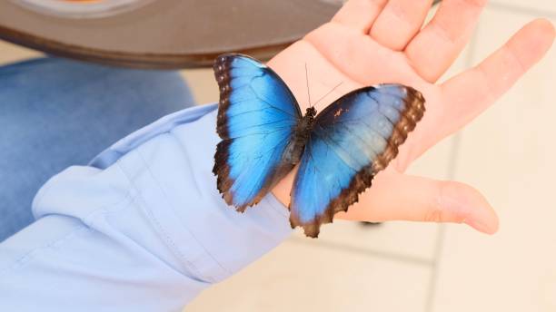 istock Big blue butterfly sits on a male hand. close-up 1199139098