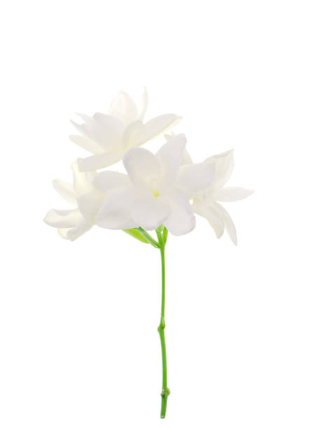 istock Close up of white jasmine flower 1199139255