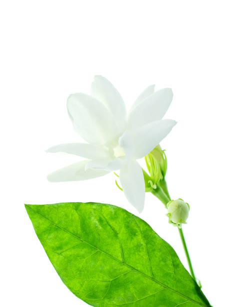 istock Close up of white jasmine flower 1199139273