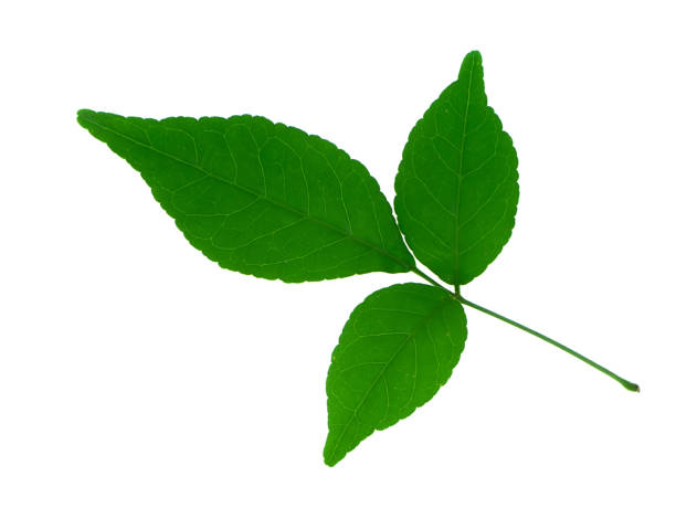 istock Close up of Bengal Quince leaf 1199139427