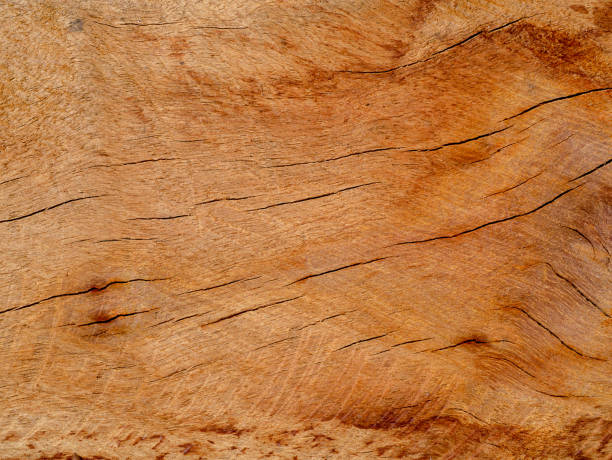 Texture of Eucalyptus wood background stock photo