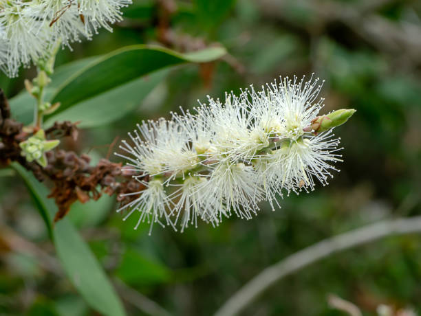 istock Close up white flower of Cajuput tree 1199140625