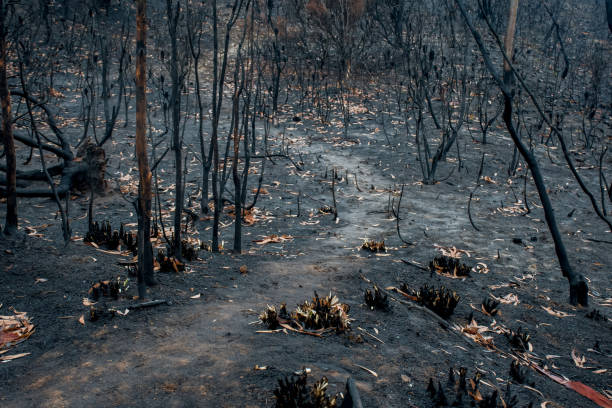 istock Australian bushfire aftermath: burnt eucalyptus trees suffered from firestorm 1199141256