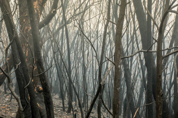 istock Australian bushfire aftermath: burnt eucalyptus trees suffered from firestorm 1199141293