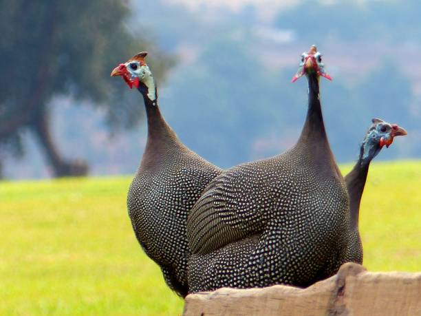 Helmeted guinea fowl Trio of  birds at Malandelas guinea fowl stock pictures, royalty-free photos & images