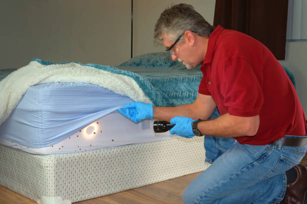 Bed bug infestation extermination service man inspecting infected mattress sheets and blanket bedding stock photo