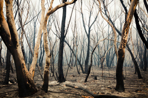Gum trees burnt by bushfire in The Blue Mountains in Australia