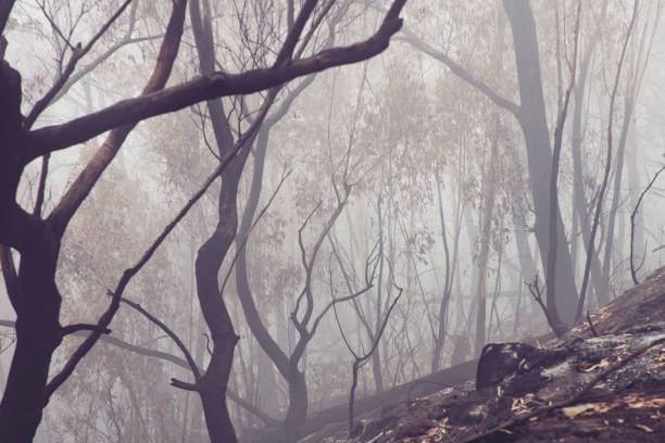 Gum trees burnt by bushfire in The Blue Mountains in Australia Illustrating the intense heat of the bushfire blue mountains australia photos stock pictures, royalty-free photos & images