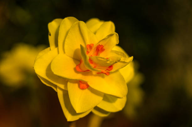 Amazing yellow huge bright daffodils in sunlight. Close-up, macro, perfect image for greeting card, spring background.