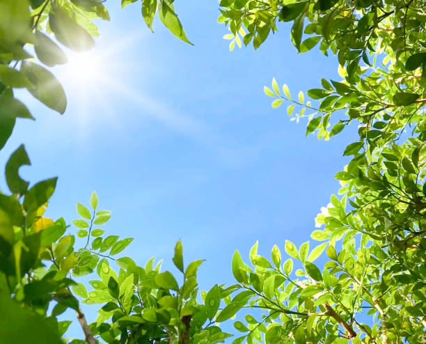 Leaf Border Frame with Sunshine and Blue Sky Background