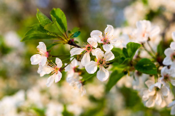 istock Background blooming beautiful white cherries in raindrops on a sunny day in early spring close up, soft focus 1199144085