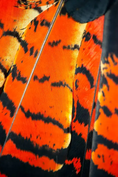 The red-tailed black cockatoo also known as Banksian- or Banks black cockatoo, is a large black cockatoo native to Australia. Here is a detailed closeup of the beautiful feathers.