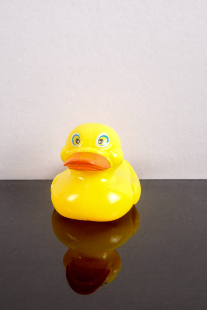 istock A yellow duck isolated on white with mirror refflection. Leadership conceptual. 1199146284