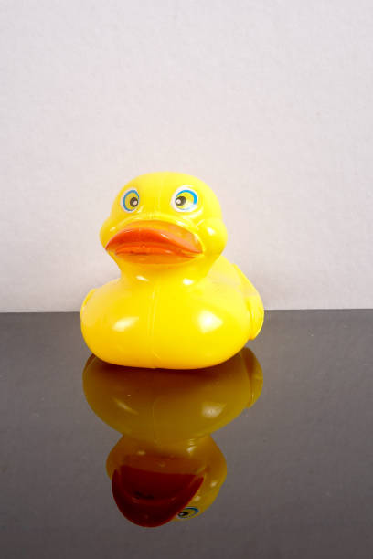 istock A yellow duck isolated on white with mirror refflection. Leadership conceptual. 1199146287