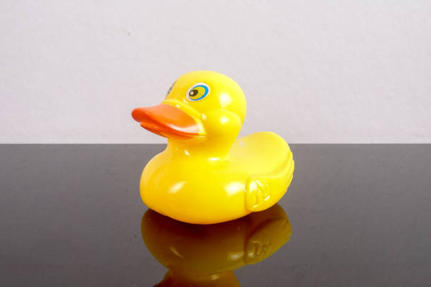 istock A yellow duck isolated on white with mirror refflection. Leadership conceptual. 1199146295